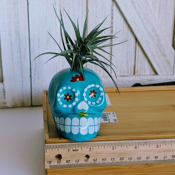 NWT Glazed Teal Ceramic Sugar Skull Air Plant Holder with Air Plant 💀 - Picture 2 of 6